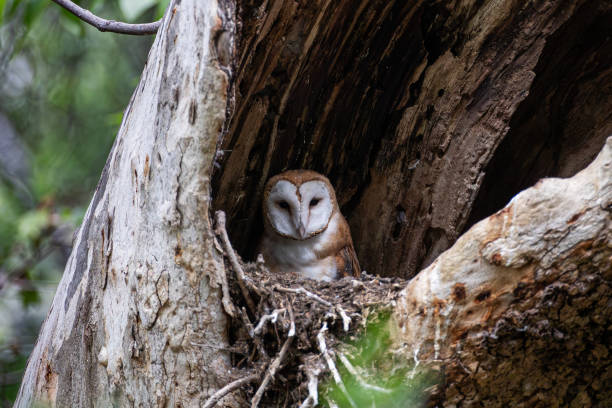 Barn Owl (Tyto alba) perched on tree between the leaves