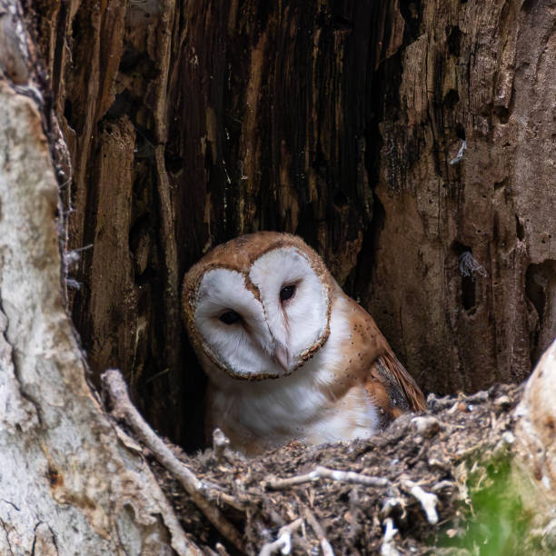 istock Barn Owl Tilts its Head, Looking at the Camera 2172687223