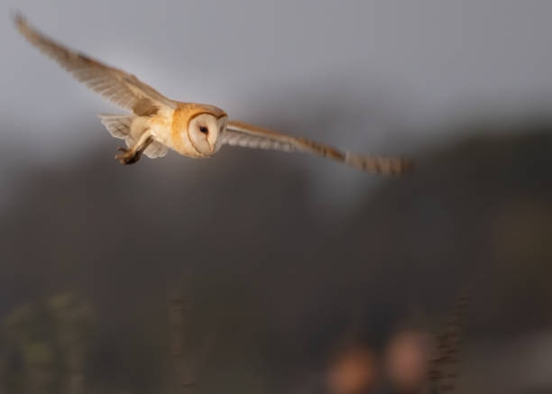 Barn Owl (Tyto alba) in an apple orchard with autumn colors in the background in Noord Brabant in the Netherlands