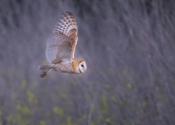 Close up face of common barn owl ( Tyto albahead )