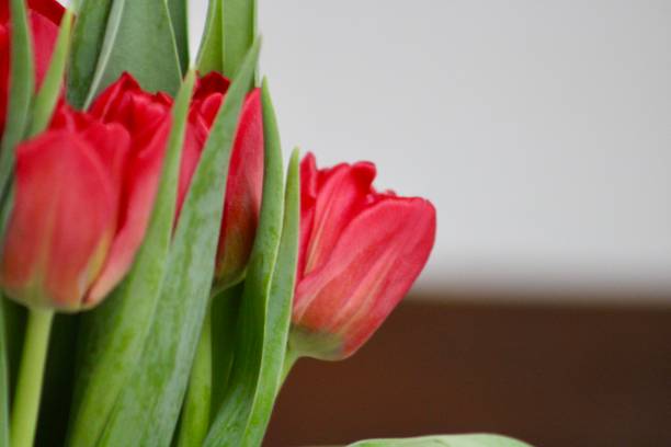 istock Bouquet of Tulips 2172689023
