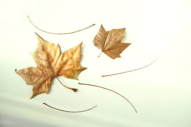 istock Composition of autumn and winter leaves on a white background 2172689027