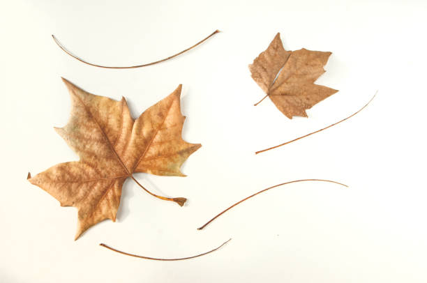 Composition of leaves and twigs on a blurred white background, view from above.