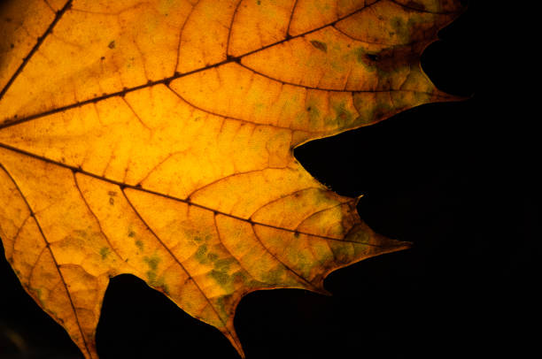 The yellow leaves of autumn-winter turn yellow when they age, a very beautiful color that allows us to enjoy the season.