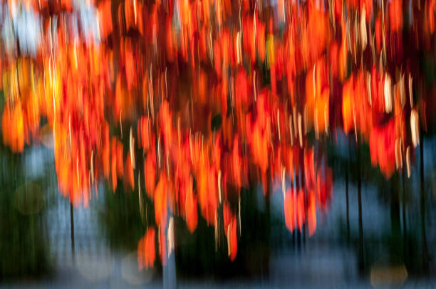 textures of red and orange leaves in motion