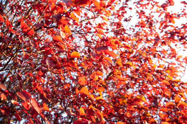 texture of red leaves on tree for blue sky background