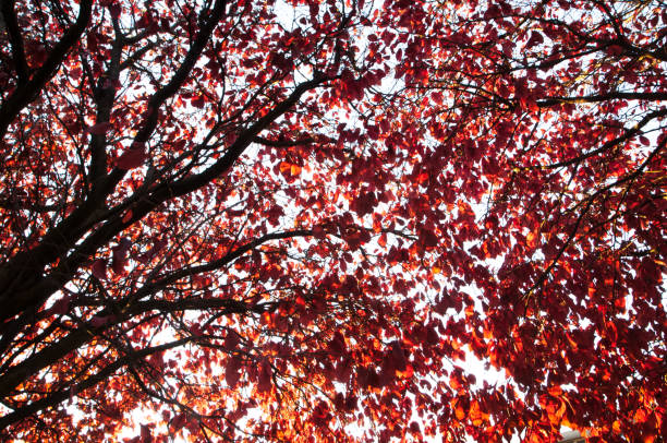 textures of red leaves with branches in backlight