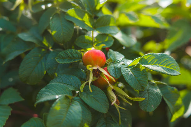 Red rosehip berries in a vegetable garden