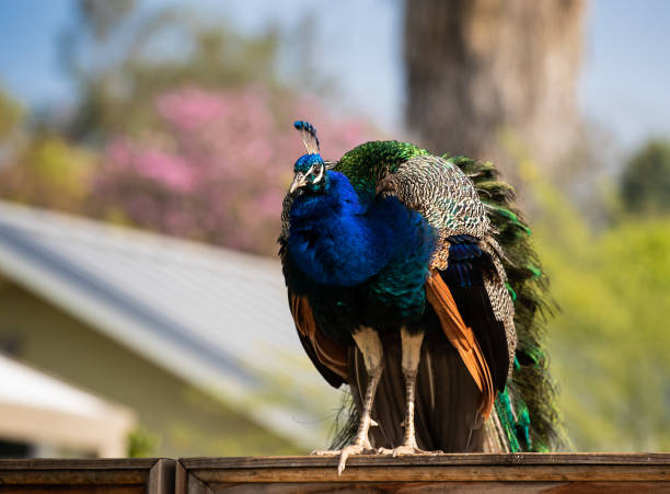 Beautiful and Adorable Peacocks at the LA Arboretum and Botanic Gardens in Arcadia, California.