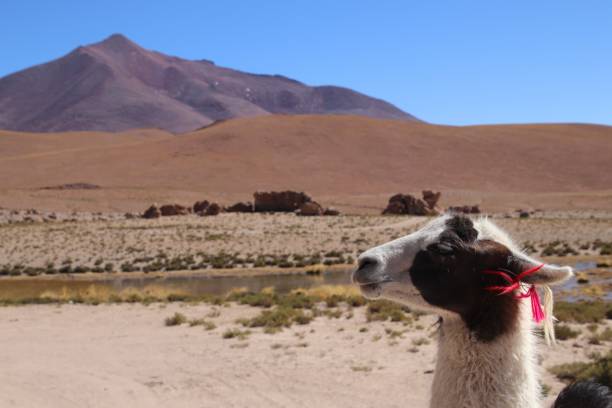 istock A lama in Bolivia 2172691652