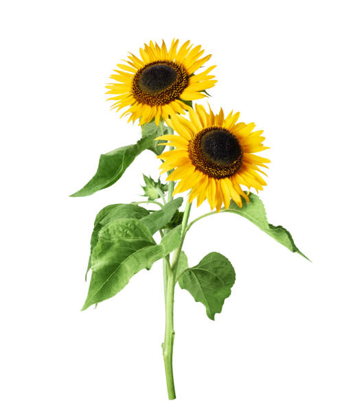 istock Two sunflowers close up isolated on a white background 2172697667