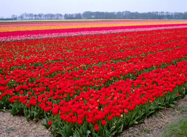 Tulip Fields of the Netherlands: Vast expanses of tulip fields in the Netherlands stretch to the horizon, with rows upon rows of colorful tulips