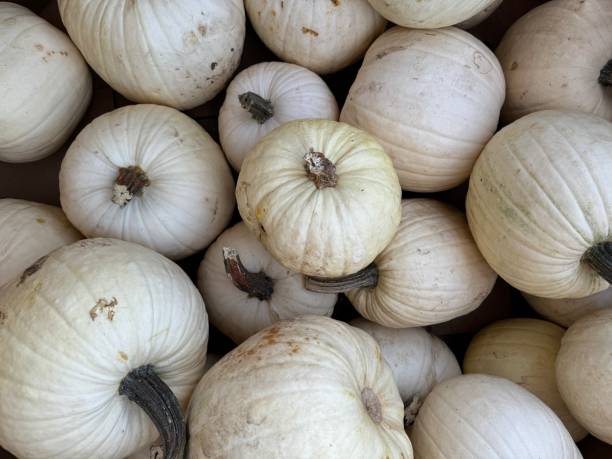 istock Group of white pumpkins 2172699300