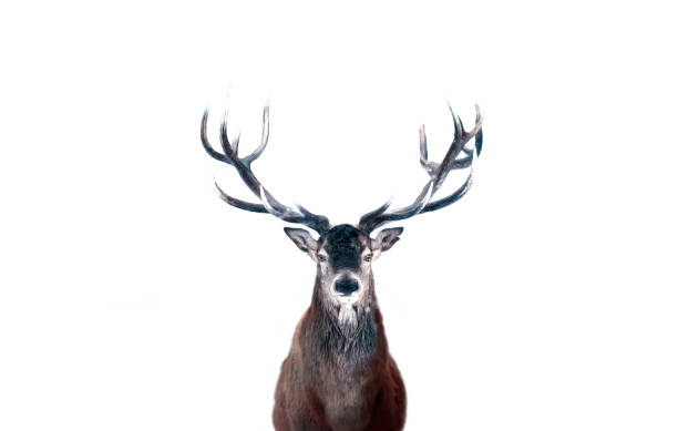 istock Red deer head isolated on white background 2172700453