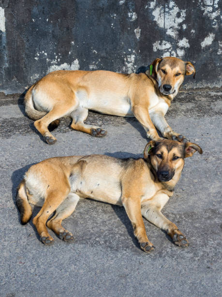 istock Two homeless lying dogs looking at the camera 2172700991