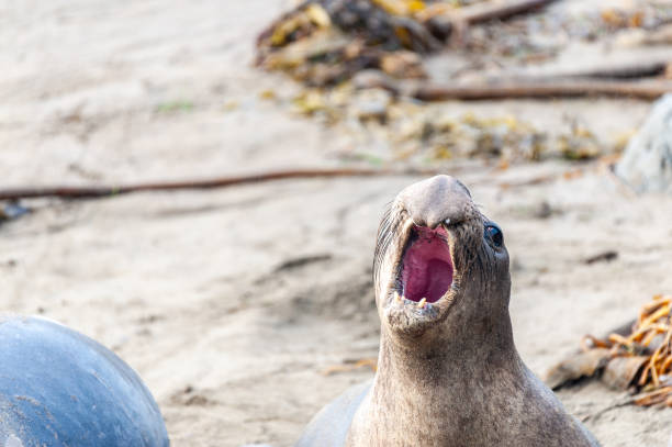 istock At the Elephant Seal Vista Point 2172701682
