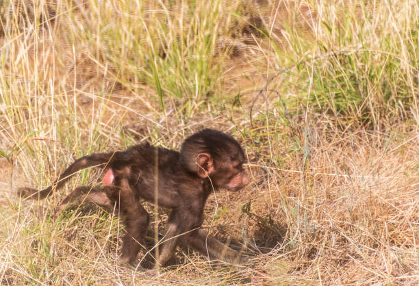 Close-up of a baby Olive Baboon -Papio Anubis- playing in the long grasslands of the Samburu national reserve, Kenya