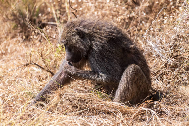 istock Baboons in Samburu national reserve 2172701767