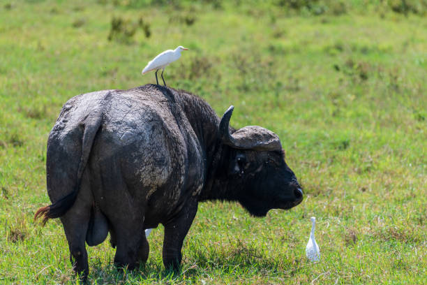 istock Buffalos in Lake Nakuru National park 2172701827