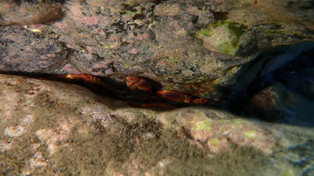 istock Spray crab or Sally lightfooth crab (Percnon gibbesi) undersea, Aegean Sea, Greece 2172702033