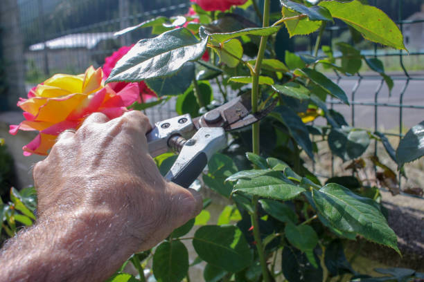 istock hand of a man trimming a rose 2172702090