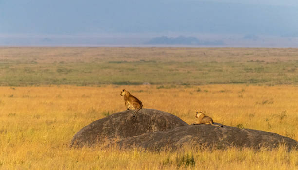 istock Lions resting on a rock 2172702118