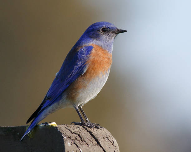 istock Western Bluebird Perched on a Wooden Fence 2172704859