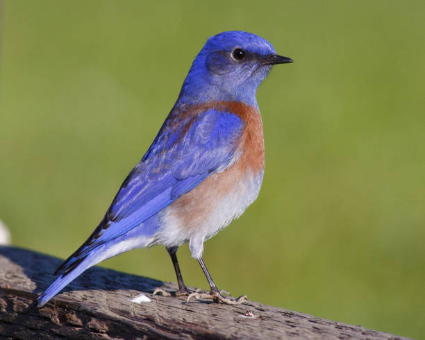 An image of a male Western Bluebird perched on a fence