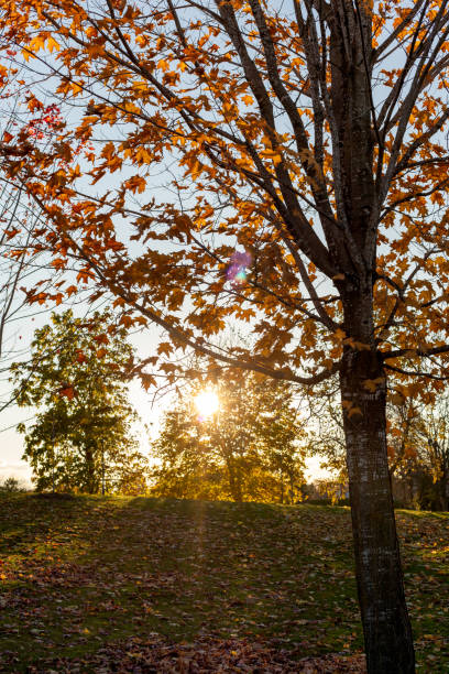 istock Autumn in the park. Fall background with trees and sunlight. 2172707018