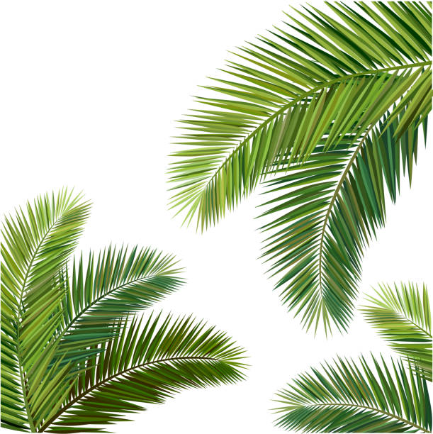 Composition of Coconut leaves vector illustration, Composition of coconut leaves. palmtree stock illustrations