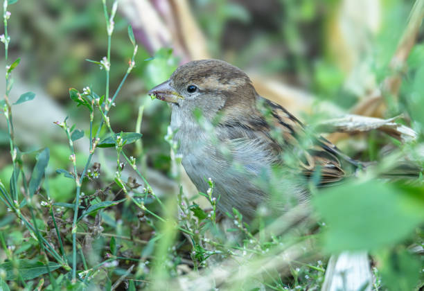 Female house sparrow