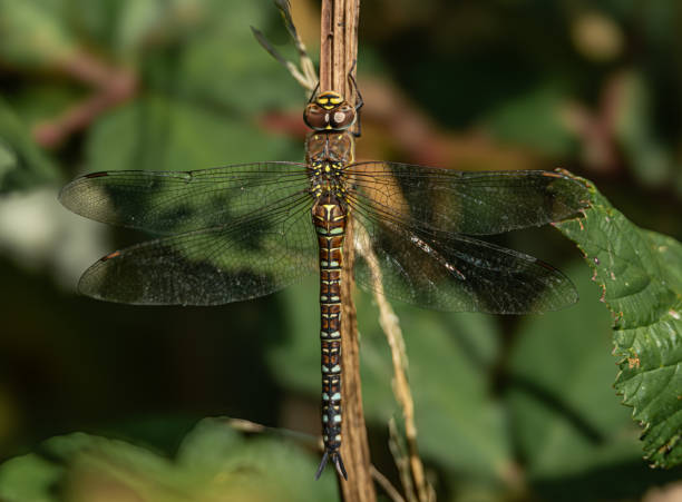 istock Female migrant hawker 2172713121