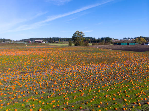 Canada Vancouver island Victoria pumpkins in field