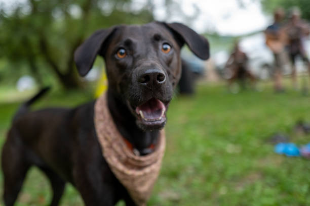 Small black lab mixed breed dog wearing a pink bandana around her neck