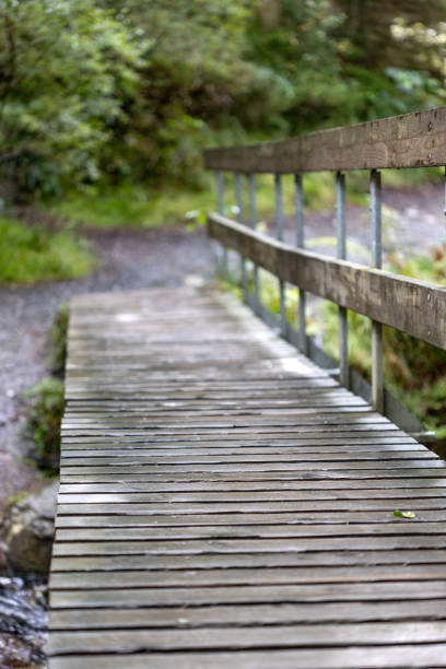 A wooden bridge crossing a tranquil stream in a lush forest in Belgium.