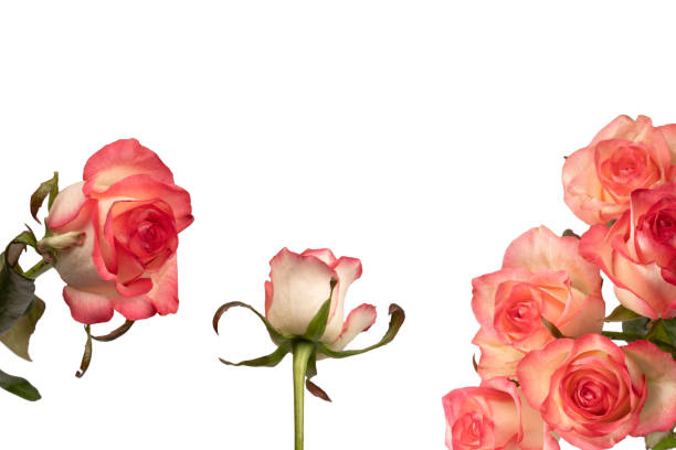 Pink and white  beautiful rose isolated on a white background.