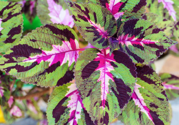 istock Multicolor leaves of Coleus plant. 2172724740