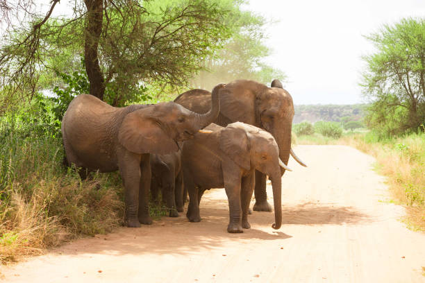 istock Elephant Family 2172729237