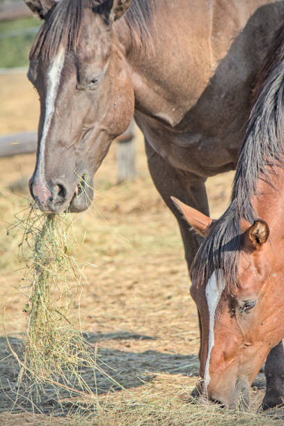 istock Horse close up 2172729759