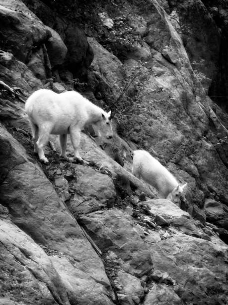 Mountain goats on the rocks in Oregon