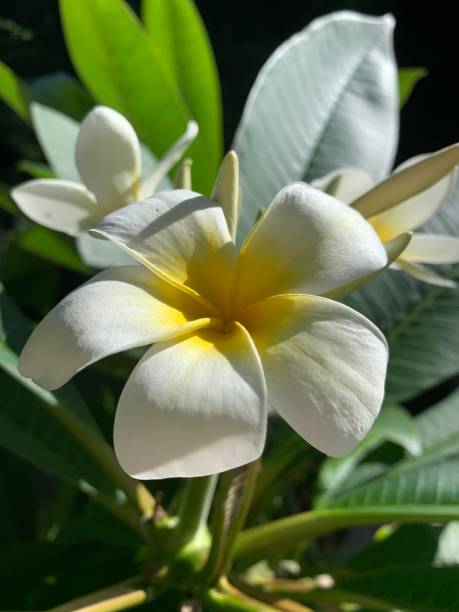 istock Plumeria Princess 2172731274