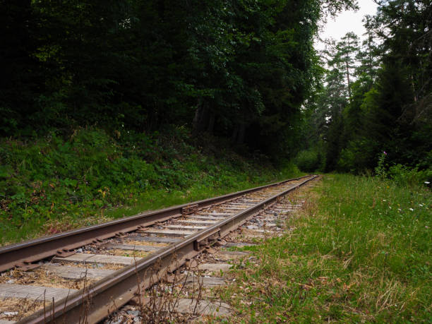 The railway tracks stretch into the distance, flanked by tall trees and vibrant greenery. Wildflowers bloom at the edges, creating a peaceful atmosphere under the soft sunlight.