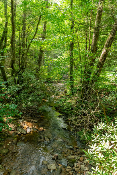 istock Raccoon Branch Wilderness 2172737836
