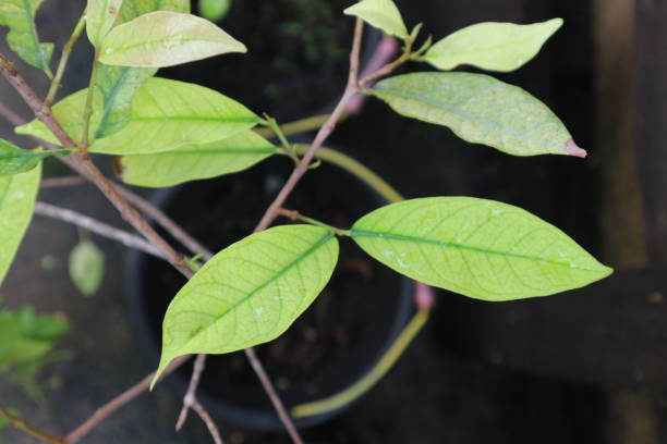 istock Syzygium polyanthum 2172738025