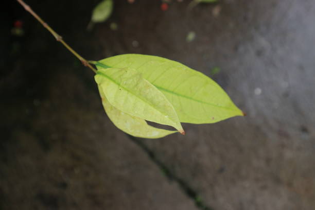 Syzygium polyanthum