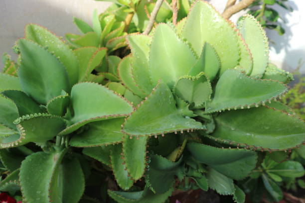 istock Kalanchoe pinnata 2172738142