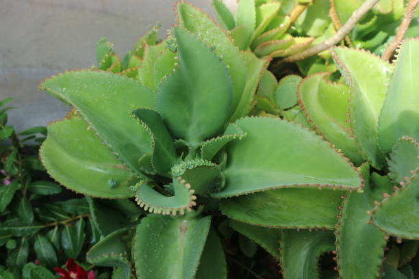 istock Kalanchoe pinnata 2172738143