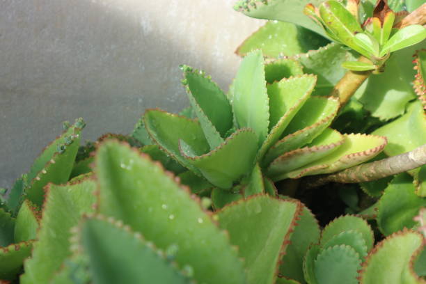 istock Kalanchoe pinnata 2172738150