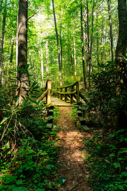 istock Raccoon Branch Wilderness 2172738924
