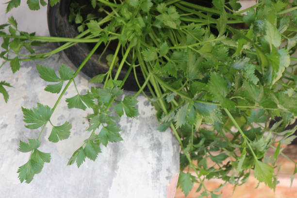 istock Apium graveolens 2172739118